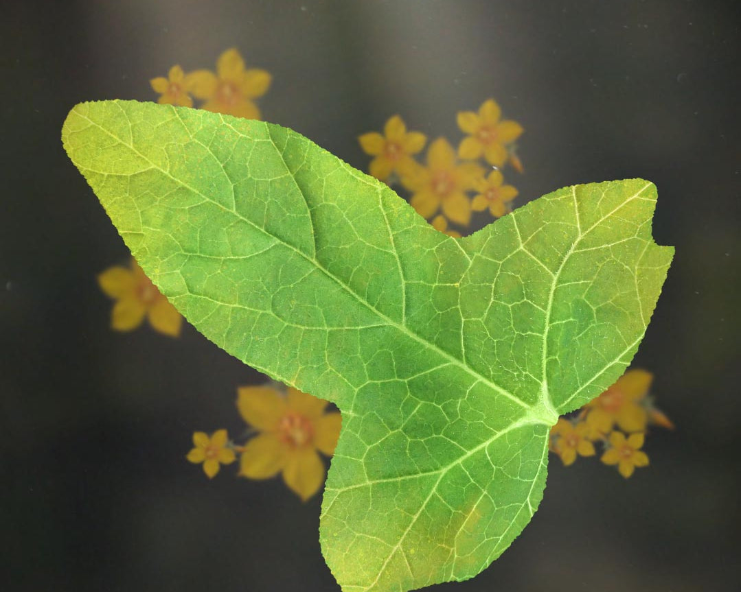 Leaf of Lorien from lord of the rings with yellow Eleanor flowers behind it