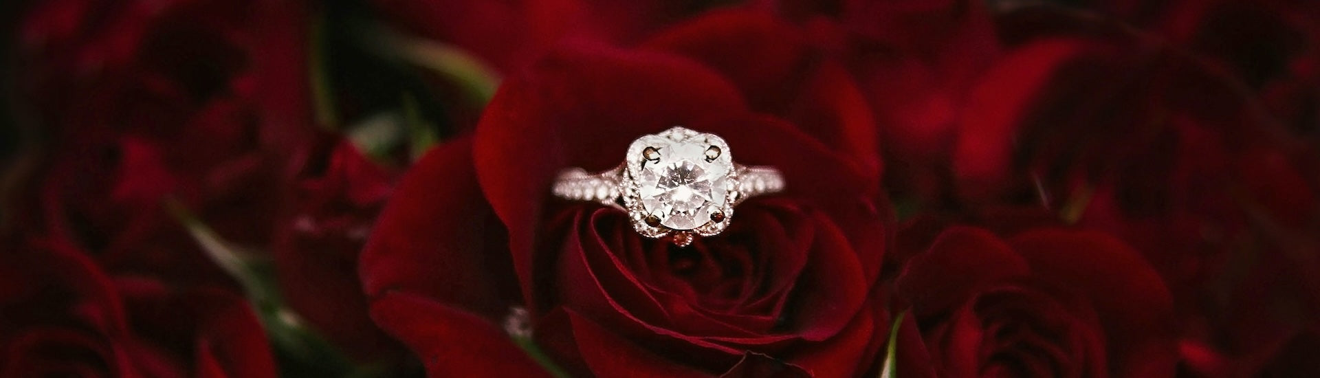 Sparkly Halo Engagement Ring on a bed of roses. 