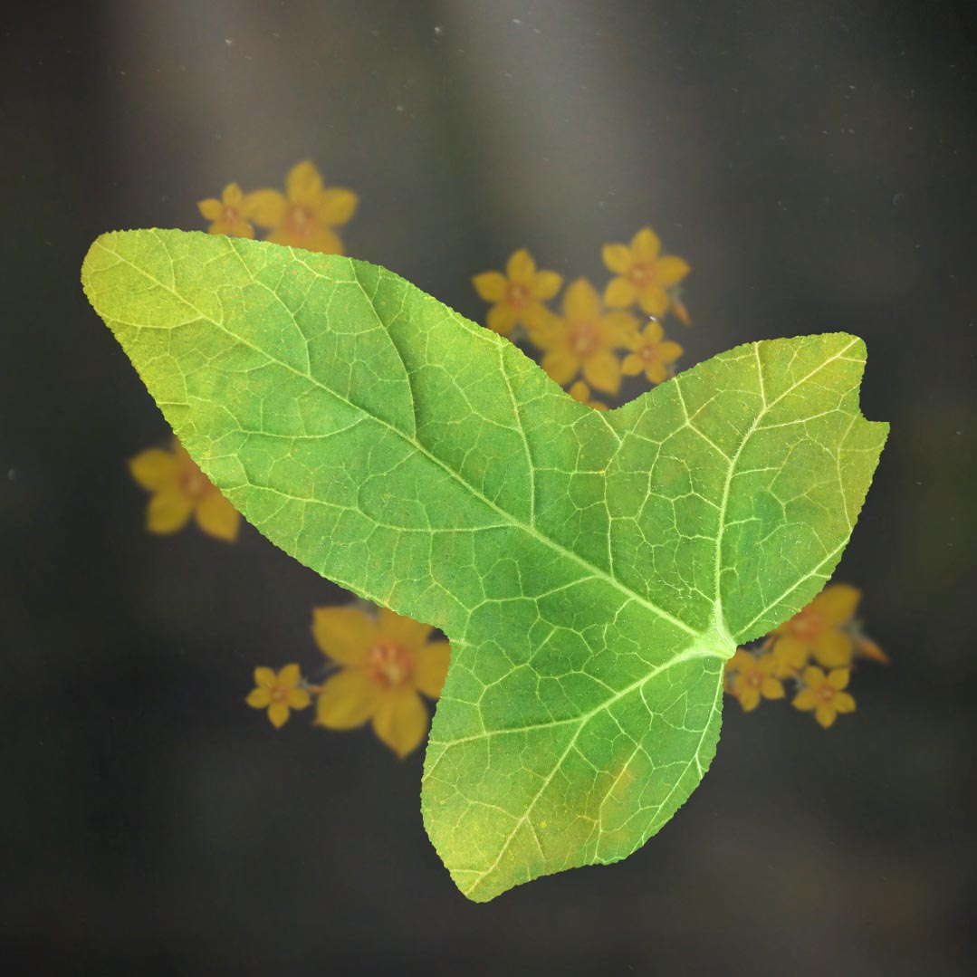 Leaf of Lorien from lord of the rings with yellow Eleanor flowers behind it